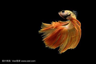 金龍魚的背景選擇需要考慮到金龍魚的生長習性和視覺特性：如何選擇金龍魚的背景？ 金龍魚的背景選擇需要考慮到金龍魚的生長習性和視覺特性：如何選擇金龍魚的背景？ 龍魚百科 第3張