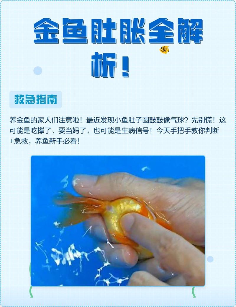金龍魚腹部鼓凸有哪些癥狀？