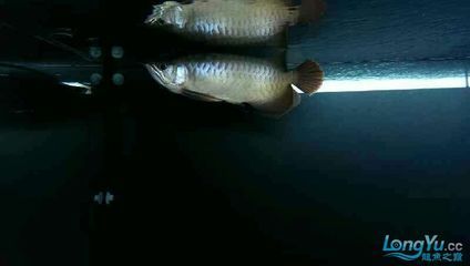 養殖龍魚周期多久合適：養殖龍魚的周期多久合適