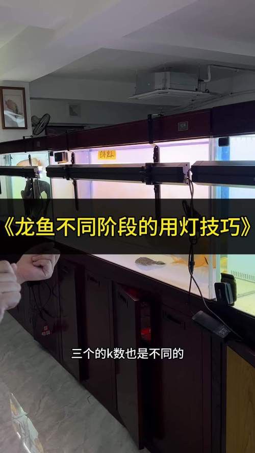 金龍魚側燈好還是頂燈好