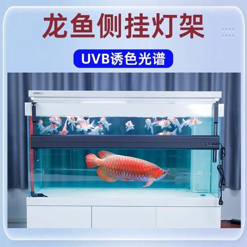 金龍魚(yú)側(cè)燈好還是頂燈好