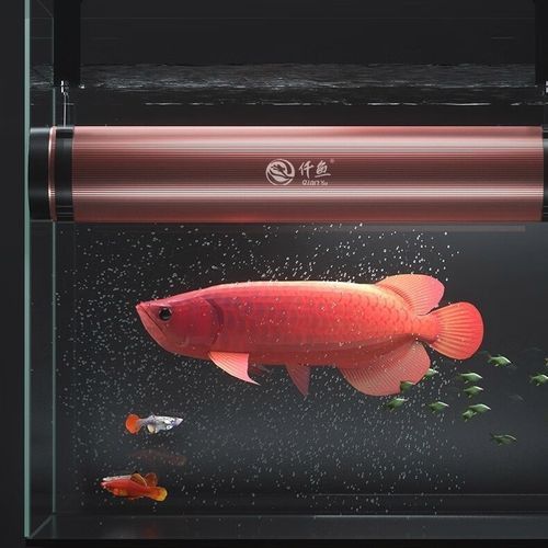 金龍魚(yú)側(cè)燈好還是頂燈好