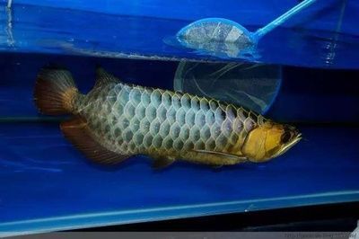 金龍魚藍底好還是金底好看一點（藍底和金底哪一個更好看） 金龍魚藍底好還是金底好看一點（藍底和金底哪一個更好看） 龍魚百科 第2張