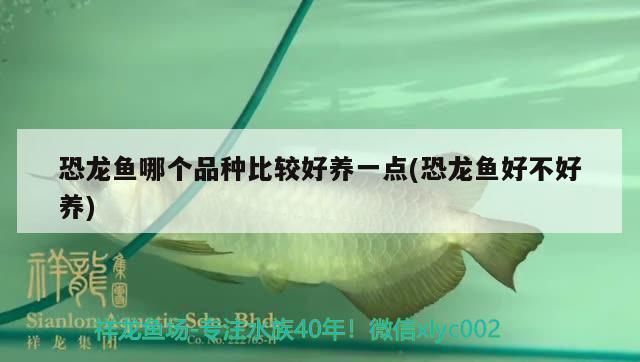恐龍魚(yú)哪個(gè)品種比較好養(yǎng)（恐龍魚(yú)哪個(gè)品種好養(yǎng)，探索適合新手飼養(yǎng)的恐龍魚(yú)種類(lèi)）