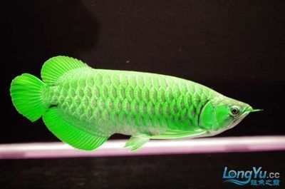 龍魚照片標題怎么寫吸引人