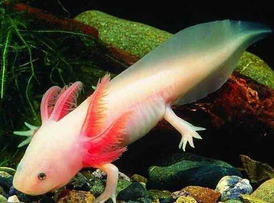 六角恐龍魚需要注意什么:六角恐龍魚水族箱布置技巧 龍魚百科 第2張 六角恐龍魚需要注意什么:六角恐龍魚水族箱布置技巧 六角恐龍魚需要注意什么:六角恐龍魚水族箱布置技巧 龍魚百科 第2張
