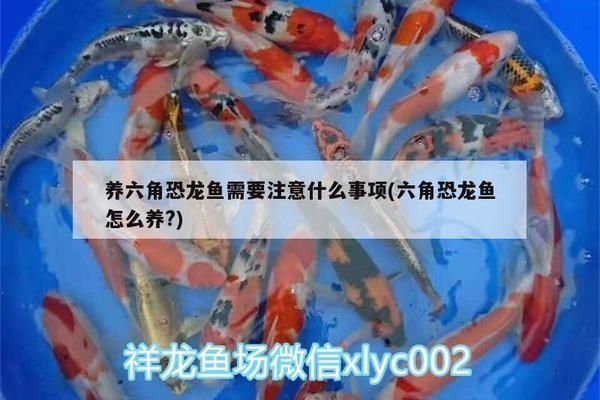 六角恐龍魚需要注意什么:六角恐龍魚水族箱布置技巧 龍魚百科 第1張 六角恐龍魚需要注意什么:六角恐龍魚水族箱布置技巧 六角恐龍魚需要注意什么:六角恐龍魚水族箱布置技巧 龍魚百科 第1張
