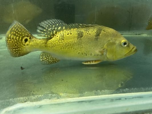 巴西亞魚苗疾病早期識別，巴西亞魚苗食欲減退應對策略
