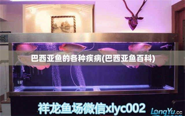巴西亞魚苗疾病早期識別，巴西亞魚苗食欲減退應對策略