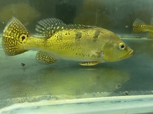 巴西亞魚苗疾病早期識別，巴西亞魚苗食欲減退應對策略