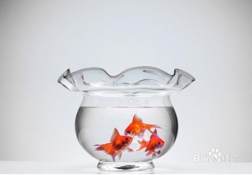 金龍魚背上長白點(diǎn)怎么回事：金龍魚背上長白點(diǎn)怎么回事金龍魚背上長白點(diǎn)怎么回事