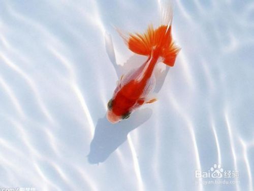 金龍魚背上長白點(diǎn)怎么回事：金龍魚背上長白點(diǎn)怎么回事金龍魚背上長白點(diǎn)怎么回事