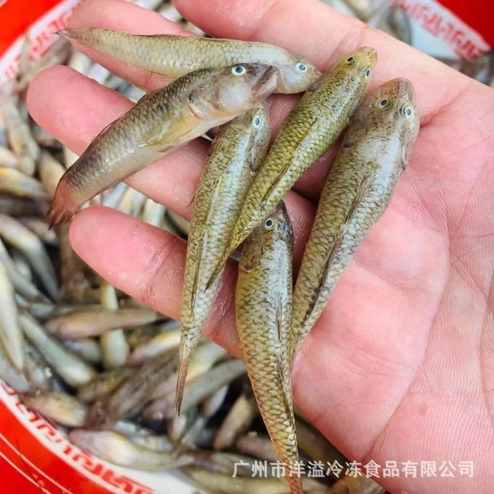 20厘米小龍魚吃什么：20厘米的小龍魚在飲食上應該如何進行選擇？ 20厘米小龍魚吃什么：20厘米的小龍魚在飲食上應該如何進行選擇？ 龍魚百科 第2張
