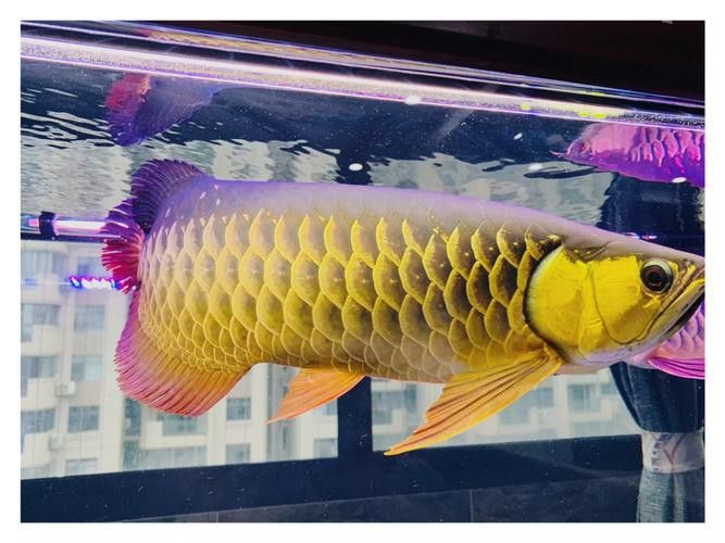 布奇美拉龍魚好嗎值得養嗎:布奇美拉龍魚是一種怎樣的魚? 龍魚百科 第1張 布奇美拉龍魚好嗎值得養嗎:布奇美拉龍魚是一種怎樣的魚? 布奇美拉龍魚好嗎值得養嗎:布奇美拉龍魚是一種怎樣的魚? 龍魚百科 第1張