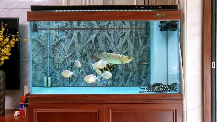 布奇美拉龍魚好嗎值得養嗎:布奇美拉龍魚是一種怎樣的魚? 龍魚百科 第7張 布奇美拉龍魚好嗎值得養嗎:布奇美拉龍魚是一種怎樣的魚? 布奇美拉龍魚好嗎值得養嗎:布奇美拉龍魚是一種怎樣的魚? 龍魚百科 第7張