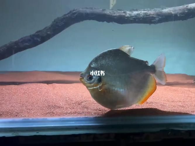 布奇美拉龍魚好嗎值得養嗎:布奇美拉龍魚是一種怎樣的魚? 龍魚百科 第17張 布奇美拉龍魚好嗎值得養嗎:布奇美拉龍魚是一種怎樣的魚? 布奇美拉龍魚好嗎值得養嗎:布奇美拉龍魚是一種怎樣的魚? 龍魚百科 第17張