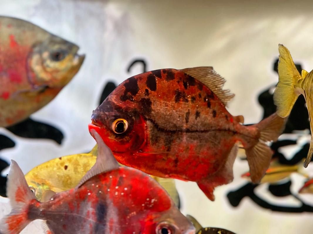 布奇美拉龍魚好嗎值得養嗎:布奇美拉龍魚是一種怎樣的魚? 龍魚百科 第20張 布奇美拉龍魚好嗎值得養嗎:布奇美拉龍魚是一種怎樣的魚? 布奇美拉龍魚好嗎值得養嗎:布奇美拉龍魚是一種怎樣的魚? 龍魚百科 第20張