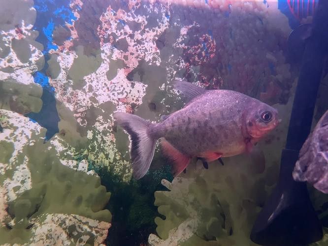 布奇美拉龍魚好嗎值得養嗎:布奇美拉龍魚是一種怎樣的魚? 龍魚百科 第15張 布奇美拉龍魚好嗎值得養嗎:布奇美拉龍魚是一種怎樣的魚? 布奇美拉龍魚好嗎值得養嗎:布奇美拉龍魚是一種怎樣的魚? 龍魚百科 第15張