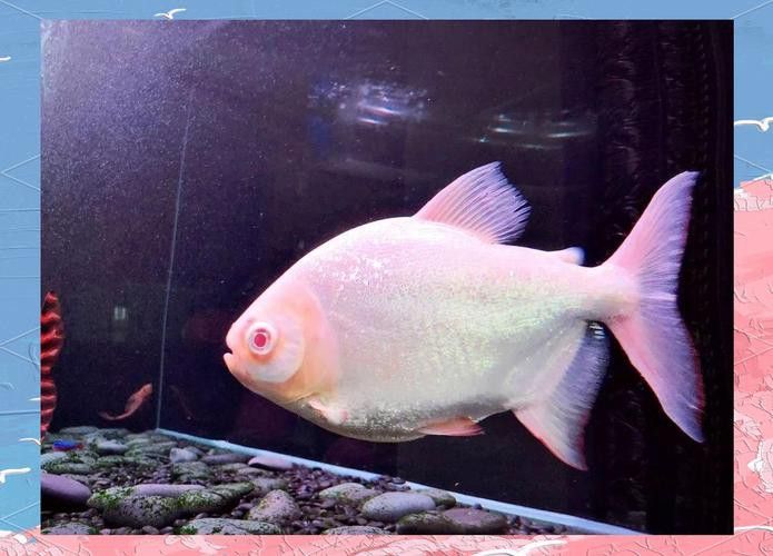 布奇美拉龍魚好嗎值得養嗎:布奇美拉龍魚是一種怎樣的魚? 龍魚百科 第18張 布奇美拉龍魚好嗎值得養嗎:布奇美拉龍魚是一種怎樣的魚? 布奇美拉龍魚好嗎值得養嗎:布奇美拉龍魚是一種怎樣的魚? 龍魚百科 第18張