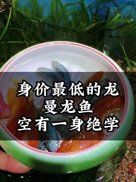 身價最低的龍魚 龍魚百科 第1張 身價最低的龍魚 身價最低的龍魚 龍魚百科 第1張