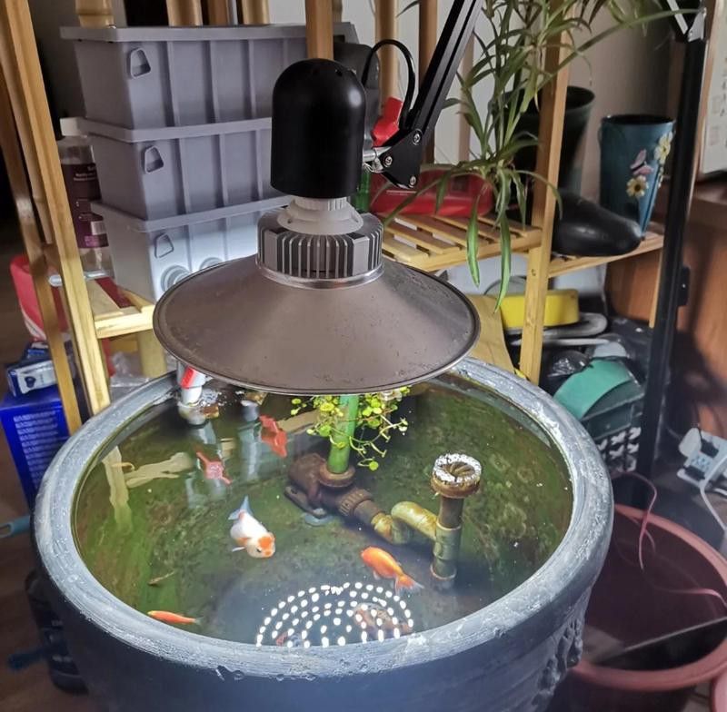 金龍魚白缸飼養(yǎng)需要哪些設(shè)備？