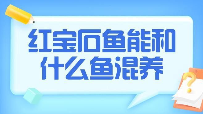 紅寶石魚能和龍魚混養(yǎng)嗎圖片