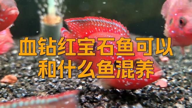 紅寶石魚能和龍魚混養(yǎng)嗎圖片