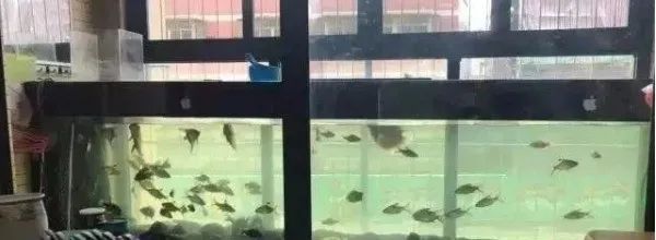 紅寶石魚能和龍魚混養(yǎng)嗎圖片