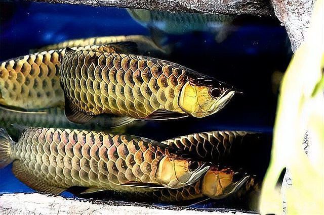 紅寶石魚能和龍魚混養(yǎng)嗎圖片