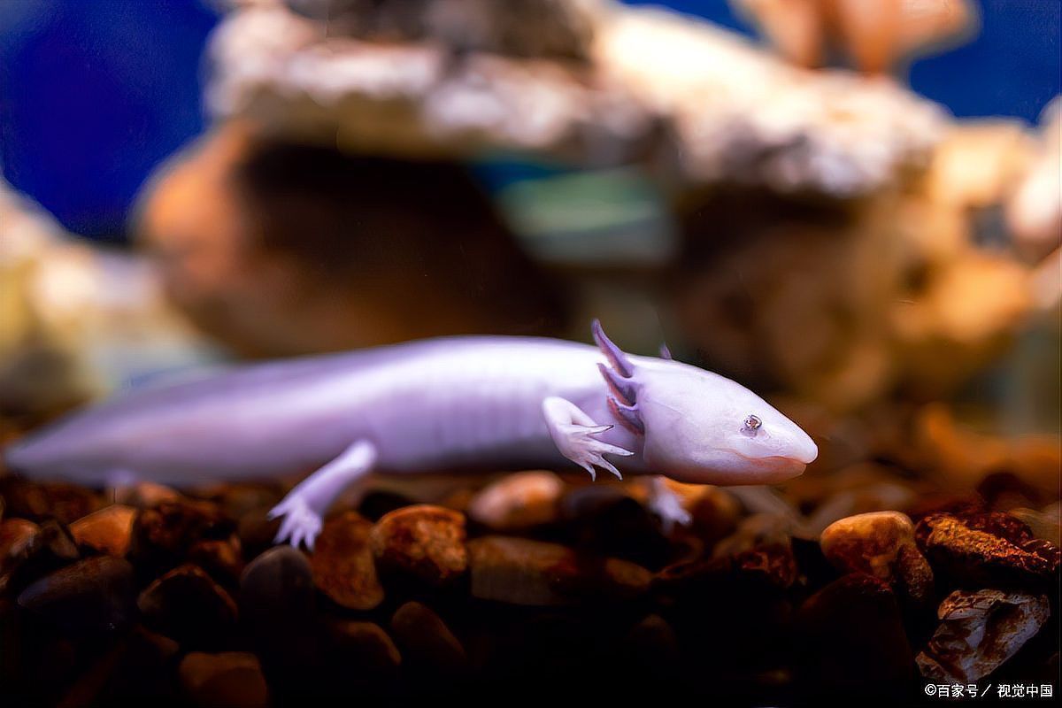 如何預防六角恐龍常見疾病？ 如何預防六角恐龍常見疾?。?龍魚百科 第12張