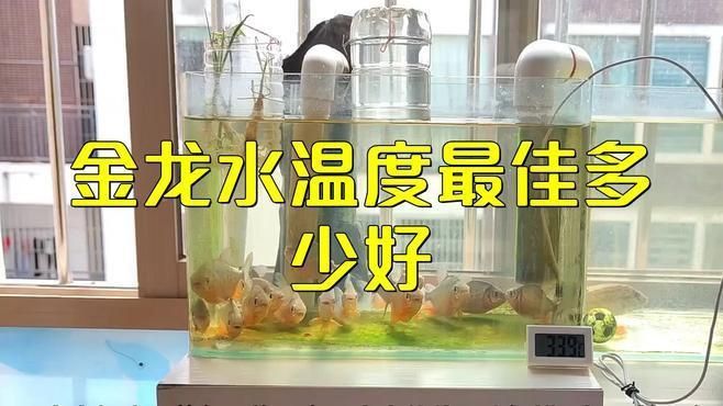 過背金龍魚最佳水溫 過背金龍魚最佳水溫 龍魚百科 第5張