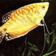 黃曼龍魚(yú)兇還是藍(lán)曼龍兇：黃曼龍魚(yú)兇還是藍(lán)曼龍兇呢