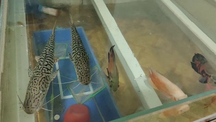 家庭魚缸過濾器用了好久還能用嗎（如何判斷過濾器失效魚缸水質異常處理方法）