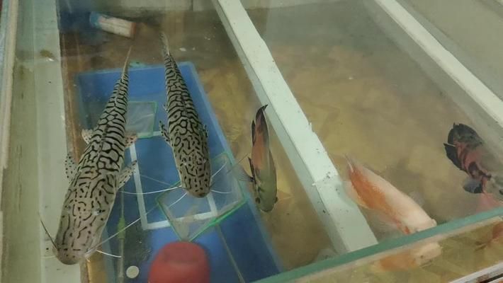 家庭魚缸過濾器用了好久還能用嗎（如何判斷過濾器失效魚缸水質異常處理方法）