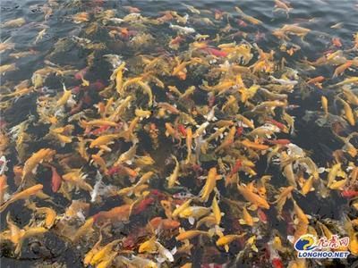 飼料 龍魚(yú)養(yǎng)殖基地要求:龍魚(yú)養(yǎng)殖基地基本要求 龍魚(yú)百科 龍魚(yú)養(yǎng)殖基地要求:龍魚(yú)養(yǎng)殖基地基本要求 龍魚(yú)養(yǎng)殖基地要求:龍魚(yú)養(yǎng)殖基地基本要求 龍魚(yú)百科