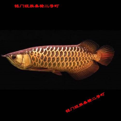 什么叫高背金龍魚圖片