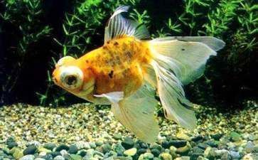 金龍魚的形態特征（金龍魚的主要形態特征）
