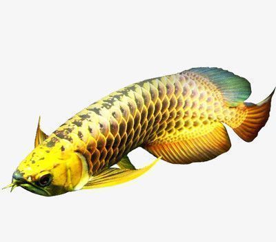 金龍魚的形態特征（金龍魚的主要形態特征）