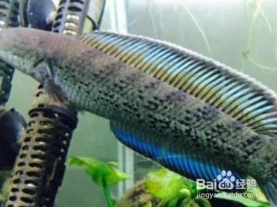 如何養雷龍魚，養護雷龍魚需要注意以下幾點