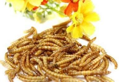 喂養龍魚的活食種類及殺菌消毒方法有哪些：龍魚活食選擇標準是什么