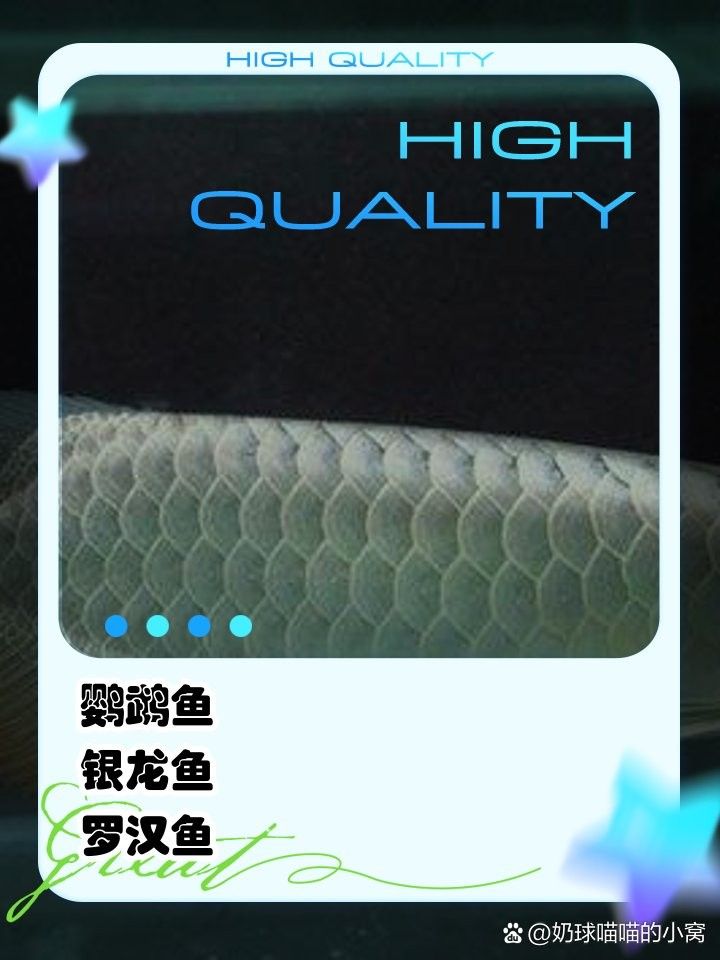 龍須貓魚混養(yǎng)的最佳伙伴有哪些？