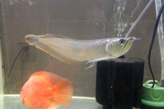 蝴蝶鯉能不能銀龍魚混養(yǎng)【蝴蝶鯉和銀龍魚混養(yǎng)蝴蝶鯉和銀龍魚混養(yǎng)的成功案例】