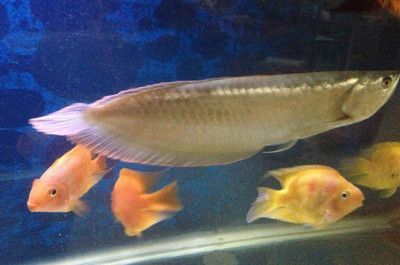 蝴蝶鯉能不能銀龍魚混養(yǎng)【蝴蝶鯉和銀龍魚混養(yǎng)蝴蝶鯉和銀龍魚混養(yǎng)的成功案例】
