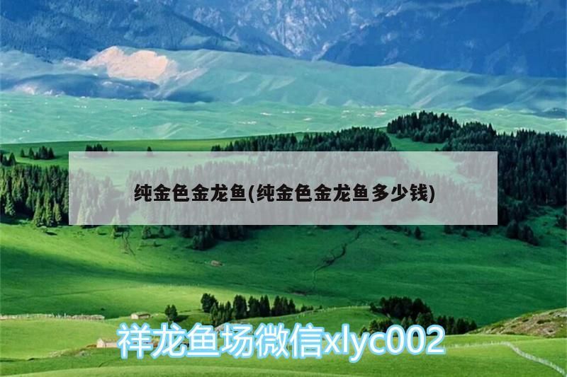 魚缸用增氧泵價(jià)格是多少:魚缸增氧機(jī)-xtrac增氧機(jī)-xtrac增氧機(jī) 純金色金龍魚(純金色金龍魚多少錢) 龍魚百科 純金色金龍魚(純金色金龍魚多少錢) 純金色金龍魚(純金色金龍魚多少錢) 龍魚百科