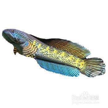 黃金眼鏡雷龍魚怎么分公母（黃金眼鏡雷龍魚的公母區分）