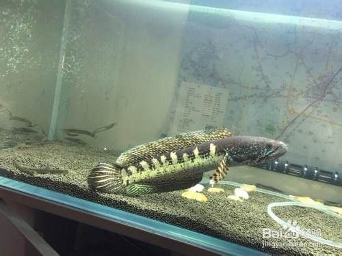 黃金眼鏡雷龍魚怎么分公母（黃金眼鏡雷龍魚的公母區分）