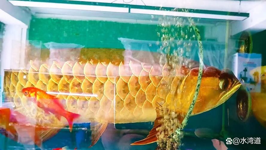 龍魚過背和高背的區別圖片對比