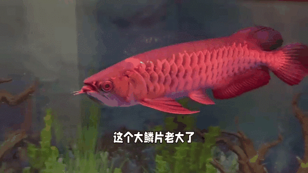 龍魚過背和高背的區別圖片對比