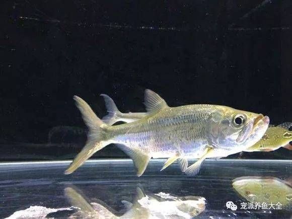 泰龐海鰱觀賞魚市場價格：泰龐海鰱觀賞魚市場價格波動因素泰龐海鰱飼料選擇指南
