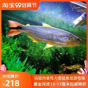 泰龐海鰱觀賞魚市場價格：泰龐海鰱觀賞魚市場價格波動因素泰龐海鰱飼料選擇指南